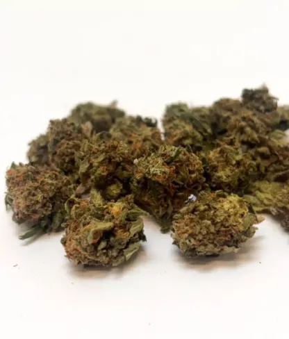 Berry Gum small buds - indoor